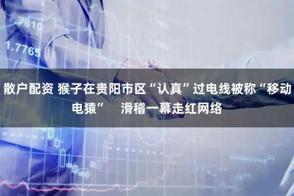 散户配资 猴子在贵阳市区“认真”过电线被称“移动电猿”    滑稽一幕走红网络
