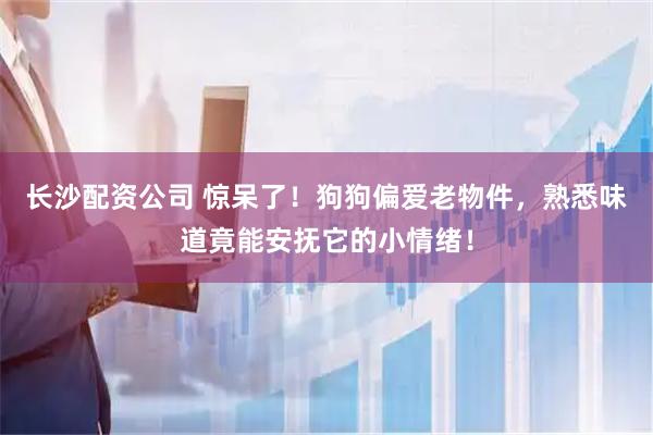长沙配资公司 惊呆了！狗狗偏爱老物件，熟悉味道竟能安抚它的小情绪！